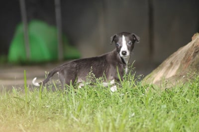 Les chiots de Whippet