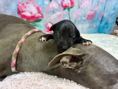 Les chiots de Whippet