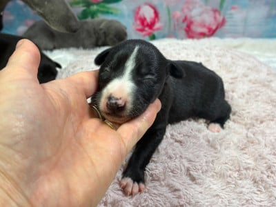 Les chiots de Whippet
