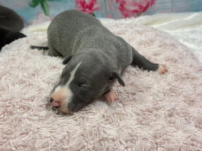 Les chiots de Whippet