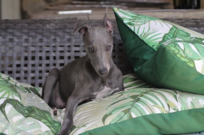 Les chiots de Whippet