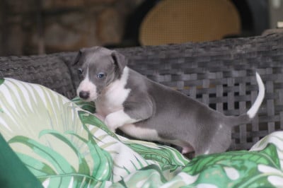 Les chiots de Whippet