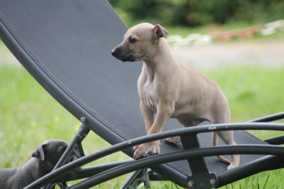 Les chiots de Whippet