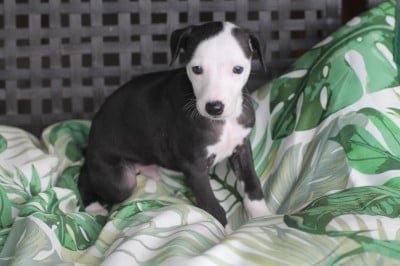 Les chiots de Whippet