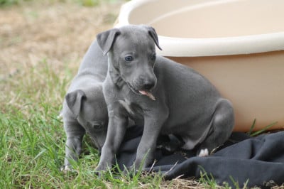 Les chiots de Whippet