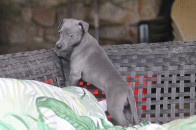 Les chiots de Whippet