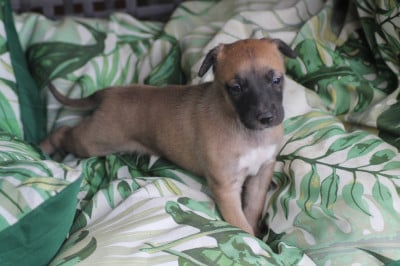 Les chiots de Whippet