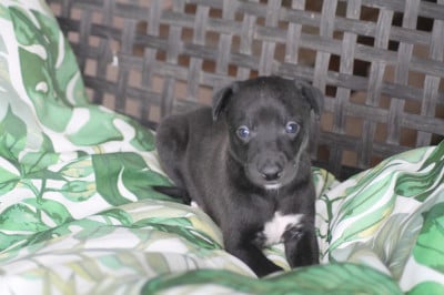 Les chiots de Whippet