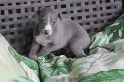 Les chiots de Whippet