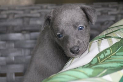 Les chiots de Whippet