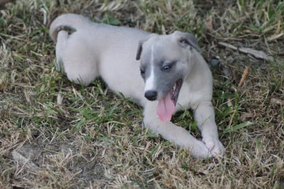Les chiots de Whippet