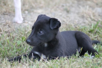 Les chiots de Whippet
