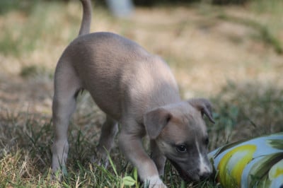 Les chiots de Whippet