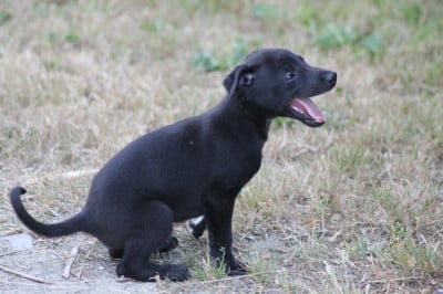 Les chiots de Whippet