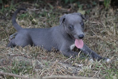 Les chiots de Whippet