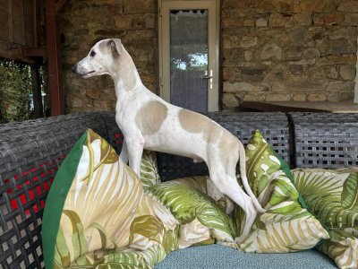 Les chiots de Whippet