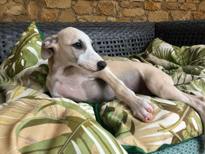 Les chiots de Whippet