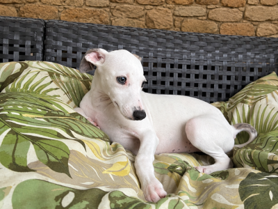 Les chiots de Whippet