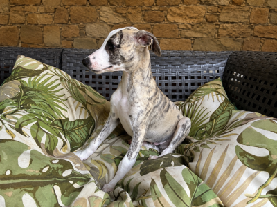 Les chiots de Whippet