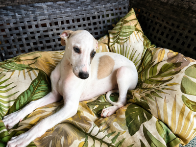 Les chiots de Whippet
