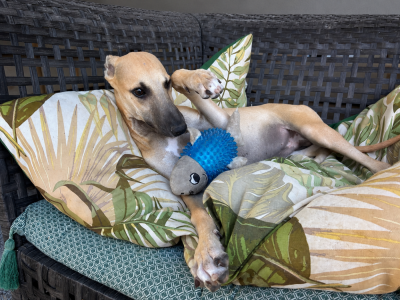 Les chiots de Whippet