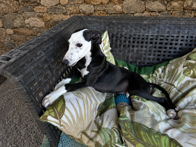 Les chiots de Whippet