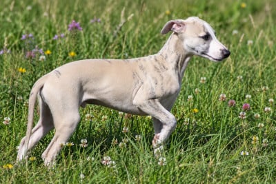 Whippet