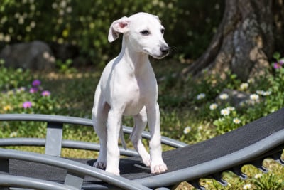 Les chiots de Whippet