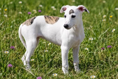 Les chiots de Whippet