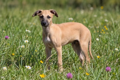 Les chiots de Whippet