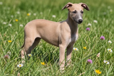 Les chiots de Whippet