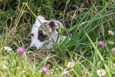 Les chiots de Whippet
