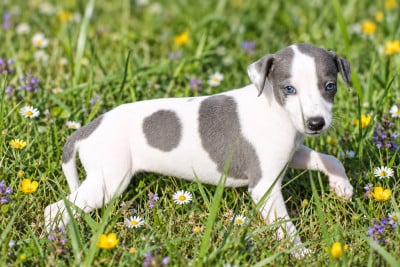 Femelle bicolore blanc/bleu - Whippet