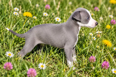 Femelle bleue - Whippet