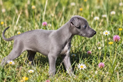 Femelle bleue - Whippet