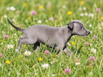 Femelle bleue - Whippet
