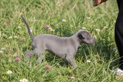 Femelle bleue - Whippet