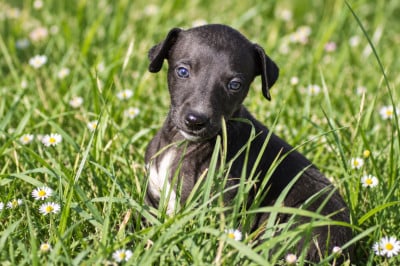 Femelle noire - Whippet