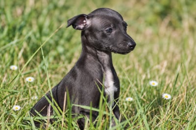 Femelle noire - Whippet