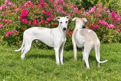 Les chiots de Whippet
