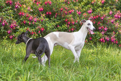 Whippet