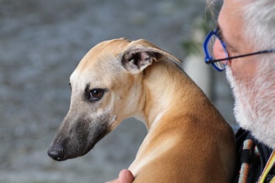 Les chiots de Whippet