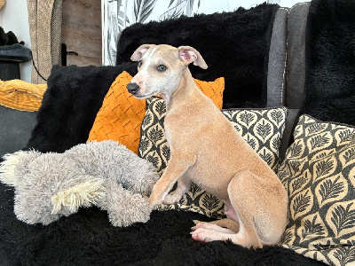 Les chiots de Whippet