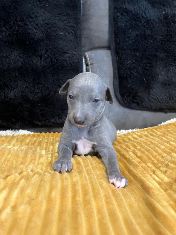 Whippet - Du Frison Impérial