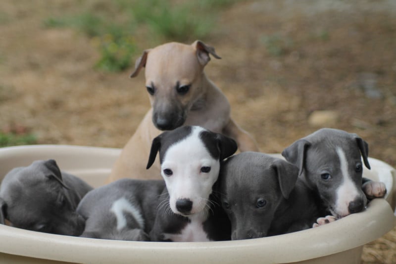 Whippet - Du Frison Impérial