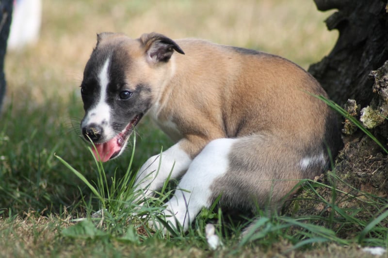Whippet - Du Frison Impérial