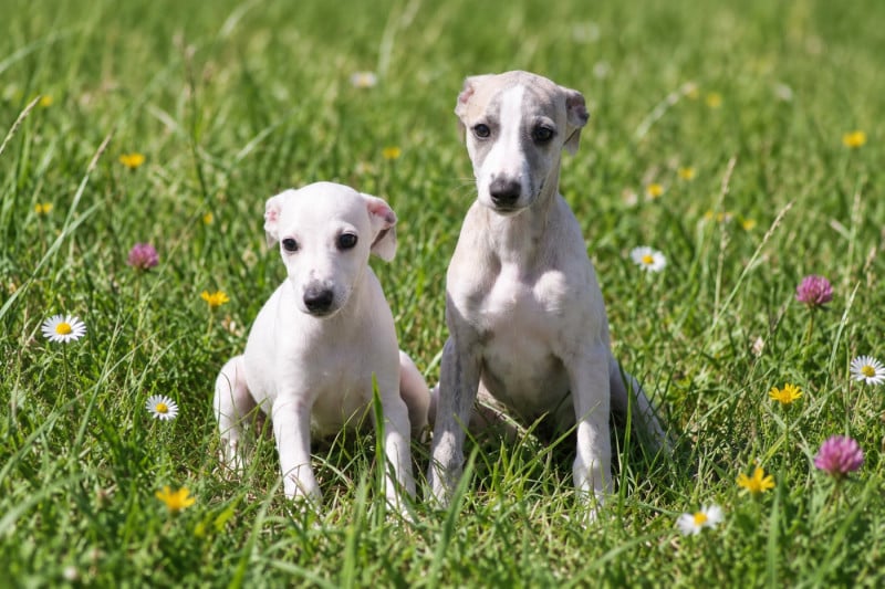 Whippet - Du Frison Impérial