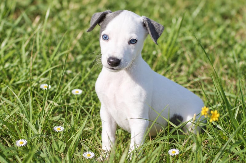 Whippet - Du Frison Impérial
