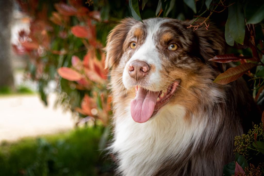 Publication : De La Tombée De La Nuit Auteur : Anais Rorif