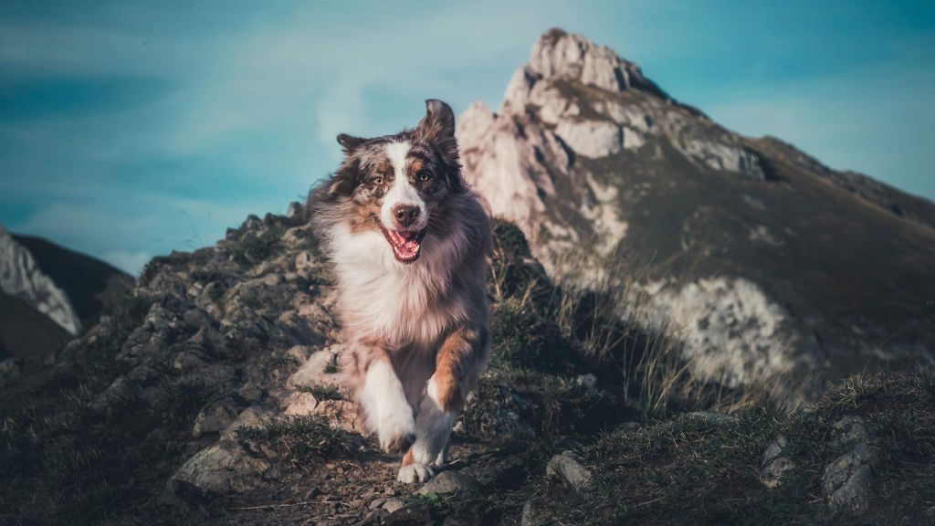 Publication : De La Tombée De La Nuit Auteur : Anais Rorif